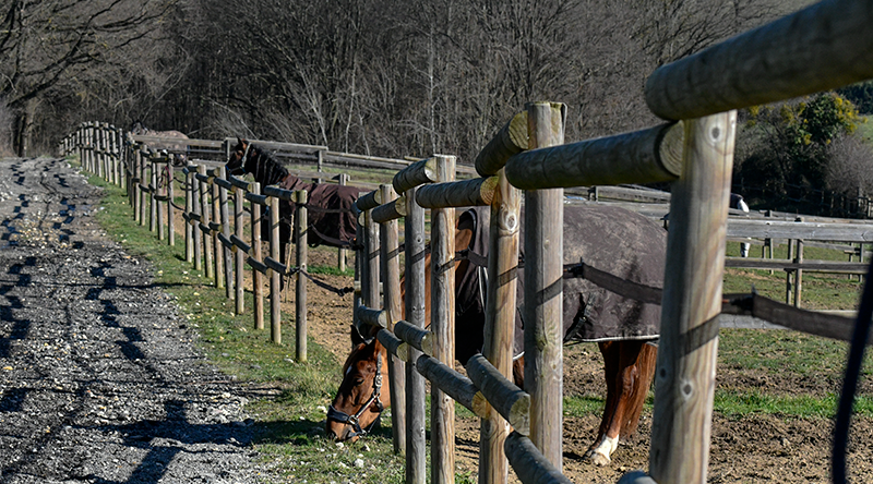 Paddocks des écuries